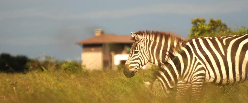 Ol Pejeta Holiday Villas Nanyuki Εξωτερικό φωτογραφία