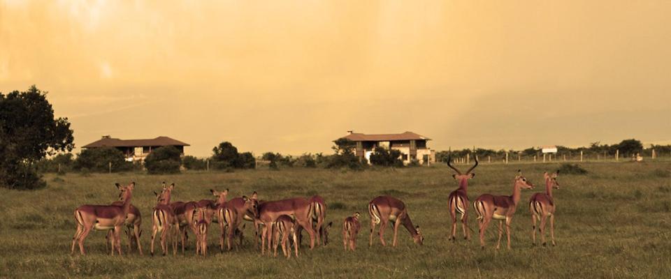 Ol Pejeta Holiday Villas Nanyuki Εξωτερικό φωτογραφία