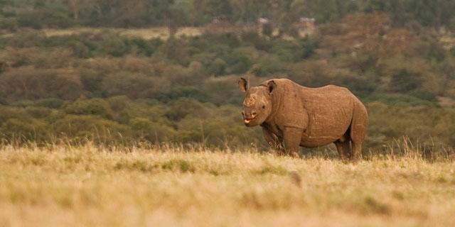 Ol Pejeta Holiday Villas Nanyuki Εξωτερικό φωτογραφία